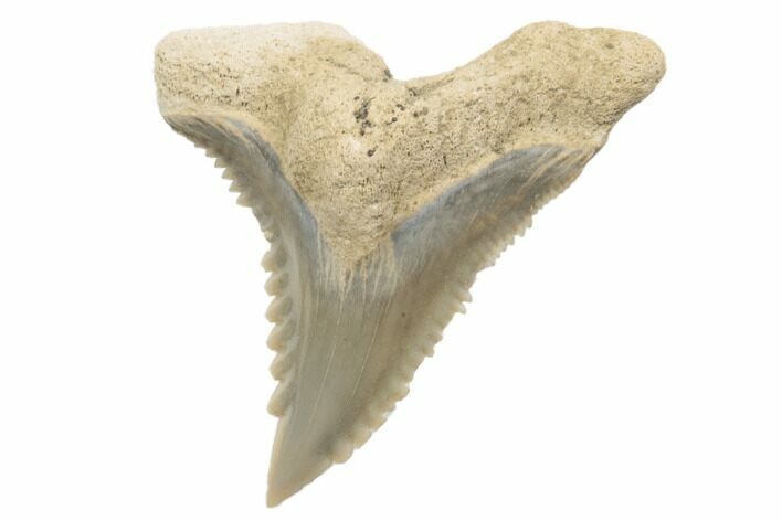 Snaggletooth Shark (Hemipristis) Tooth - Aurora, NC #194966